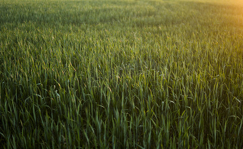 在春天日落的绿色发芽黑麦农田。