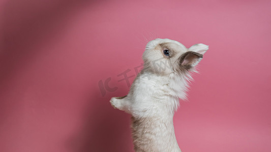 一只可爱的灰白色兔子的画像，它的后腿站在粉红色的背景上。