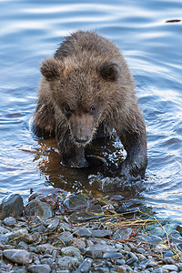 可爱的棕熊幼崽站在河岸边钓鱼红鲑鱼
