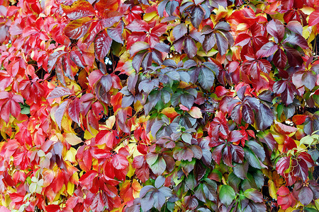爬山虎背景墙摄影照片_爬山虎 quinquefolia 葡萄藤秋季五颜六色的树叶覆盖。花园墙。