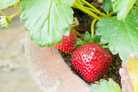 盆栽和树叶背景中的红草莓果实