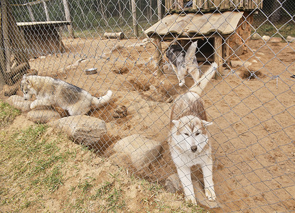 夏天，三只小鹿西伯利亚雪橇犬和一只阿拉斯加雪橇犬小狗在围栏的栅栏后面。