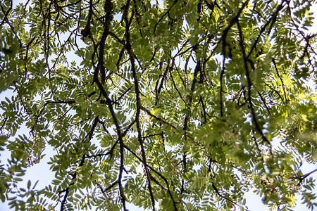 天空和树枝摄影照片_有树枝和羽状叶的罗文