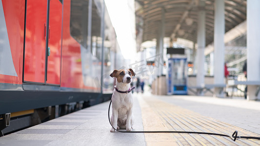 杰克罗素梗狗独自坐在户外的火车站。