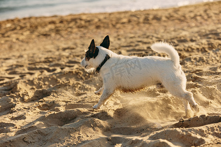 一只小巧、可爱、聪明的狗在夏天在沙滩上奔跑