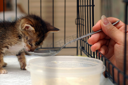 喂养小猫摄影照片_喂养小猫