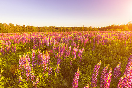 在清澈无云的天空和背景中的白桦树的晴朗夏日，在田野上的日出或日落与紫色羽扇豆。