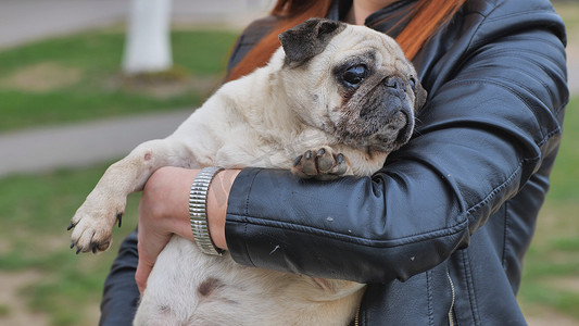 一个女人怀里的胖哈巴狗。