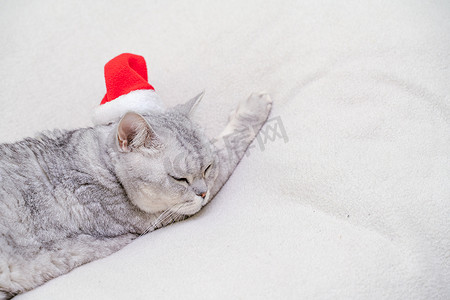 戴着红色圣诞帽的苏格兰直圣诞猫睡在白色毯子上。