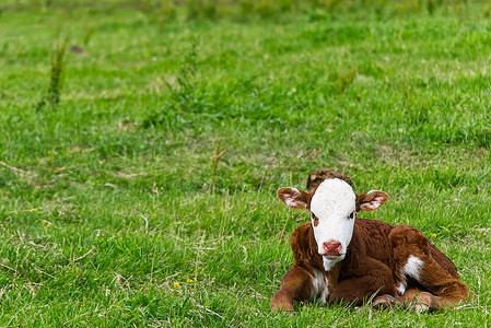 可爱的橙色和白色小牛躺在草地上的绿草上。