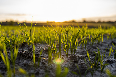 日落时分，关闭在田野土壤中生长的年轻绿色小麦幼苗。