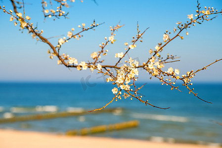 波罗的海，海滨长廊上的梨花