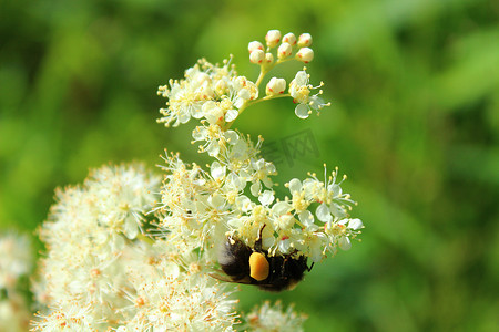 草地上盛开的绣线菊和一只大黄蜂