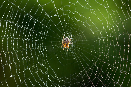 蜘蛛类摄影照片_湿网上的蜘蛛