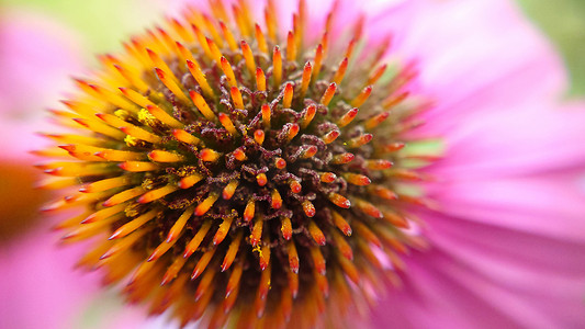 种菊花摄影照片_带刺头和花瓣背面的粉红色紫锥菊花