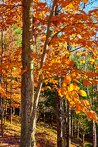 深秋森林中橙色叶子的美丽树