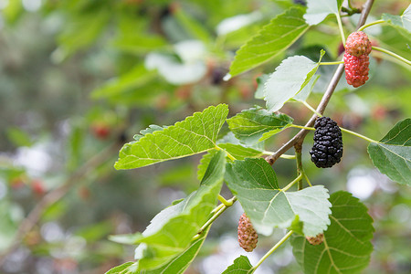 桑树摄影照片_桑树的分支与成熟和未成熟的浆果。