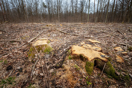 森林中砍伐树木的树桩