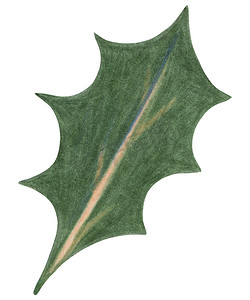 由在白色背景隔绝的色的铅笔画的圣诞节绿叶。