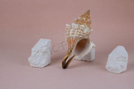 粉红色背景中的大贝壳和白色石头碎片