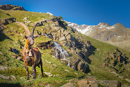 莫兰迪几何色块摄影照片_意大利阿尔卑斯山景观中的瀑布和高山山羊，意大利大帕拉迪索