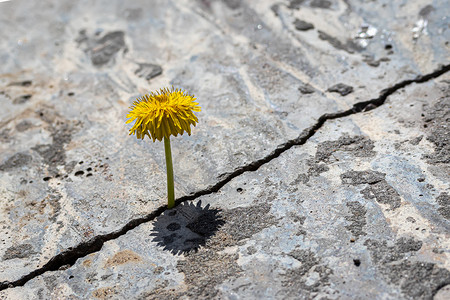 蒲公英竖版摄影照片_从混凝土或 ce 的裂缝中长出的黄色蒲公英花