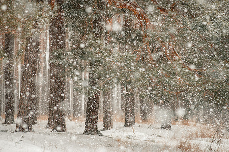 下雪天气的冬天照片在杉木森林里