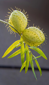 带有空气的绿色球的 Gomphocarpus fruticosus 分支
