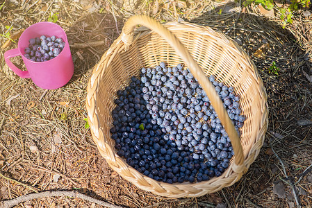 采摘蓝莓摄影照片_蓝莓采摘季。