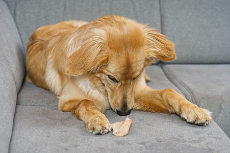 金发狗在布艺沙发上吃东西。 