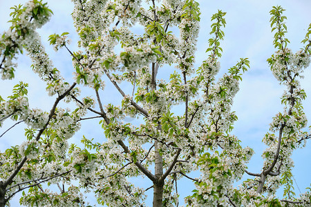 你好四月摄影照片_你好春天，树，白色樱花的分支，蓝天背景。