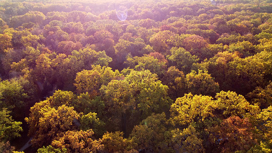 在阳光明媚的秋日，树梢上挂着黄色的树叶。