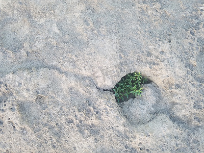 波多黎各伊莎贝拉海滩岩石洞中生长的绿色植物