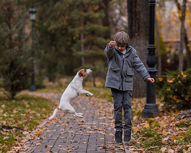 白人男孩和一只狗在秋天的公园里散步。