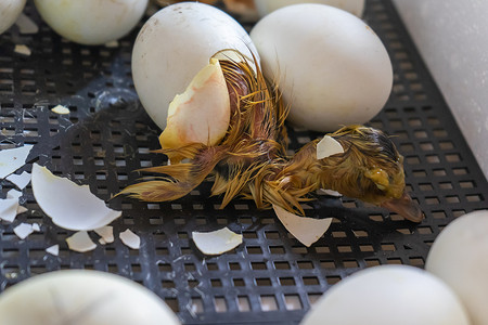 鸡鸭鹅摄影照片_在孵化器中孵化鸭鸡