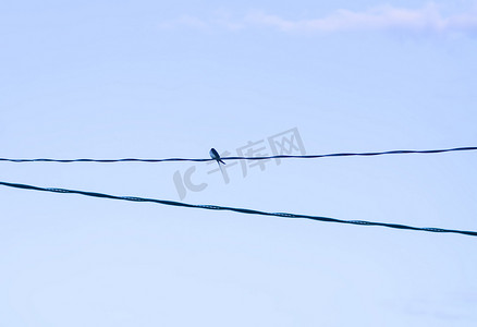 鸟儿飞翔摄影照片_一只鸟坐在电缆上