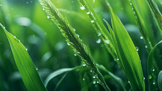 春谷雨摄影照片_春季谷雨唯美治愈自然草地