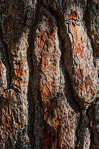 厚摄影照片_厚棕色树皮纹理的垂直视图