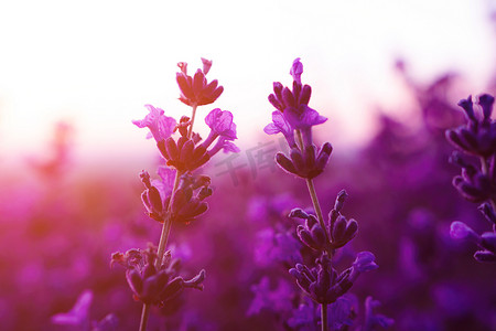 薰衣草花田特写在日落，新鲜的紫色芳香花为自然背景。