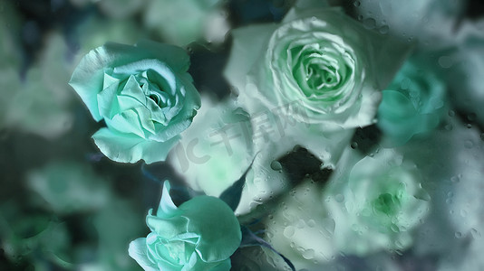 冷雾玻璃，里面有一束美丽的蓝玫瑰，滴着水滴，用于花卉植物壁纸