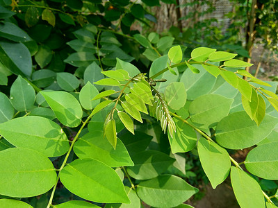 印度工厂摄影照片_具有自然背景的宽叶黄檀（也称为 sonokeling、sanakeling、花梨木）。