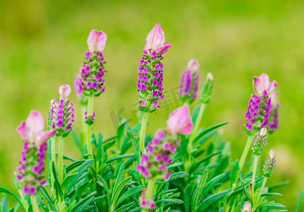 风景淡紫色摄影照片_夏季盛开的薰衣草丛