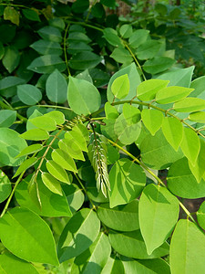 具有自然背景的宽叶黄檀（也称为 sonokeling、sanakeling、花梨木）。