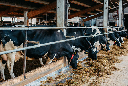 小牛在笼子里，照顾生物农场，喂干草青贮饲料宠物，奶牛品种，牛棚喂养。 