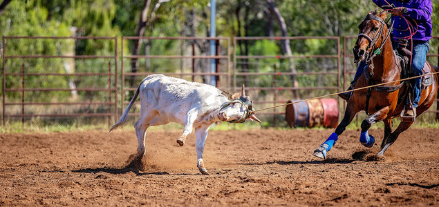 骑牛摄影照片_在澳大利亚乡村牛仔竞技表演中套犊牛