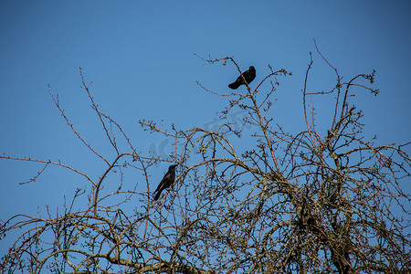 冬秋天的摄影照片_冬树上的黑乌鸦