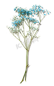 小花朵蓝色摄影照片_白色背景上有蓝色花朵的满天星分支，顶视图