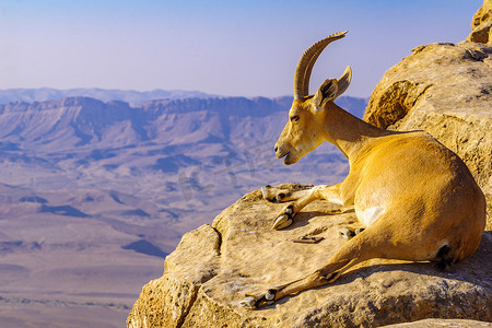 Makhtesh（火山口）Ramon 悬崖上的努比亚山羊