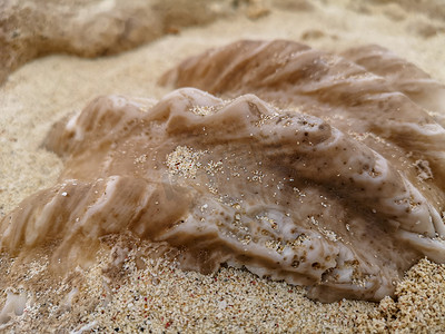 红海沿岸海边的大贝壳