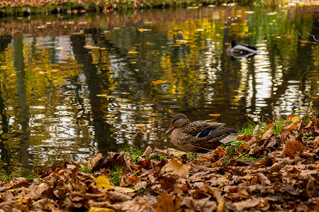 湖水鸟摄影照片_鸭子在秋天的湖面上荡漾的水面上游泳